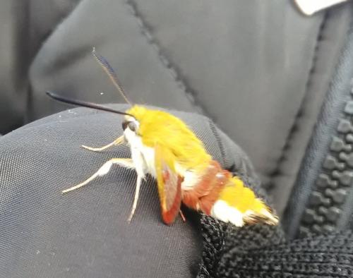 Hemaris fuciformis